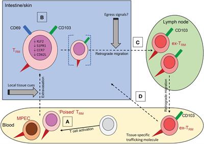 The role of circulating T cells with a tissue resident phenotype (ex-TRM) in health and disease